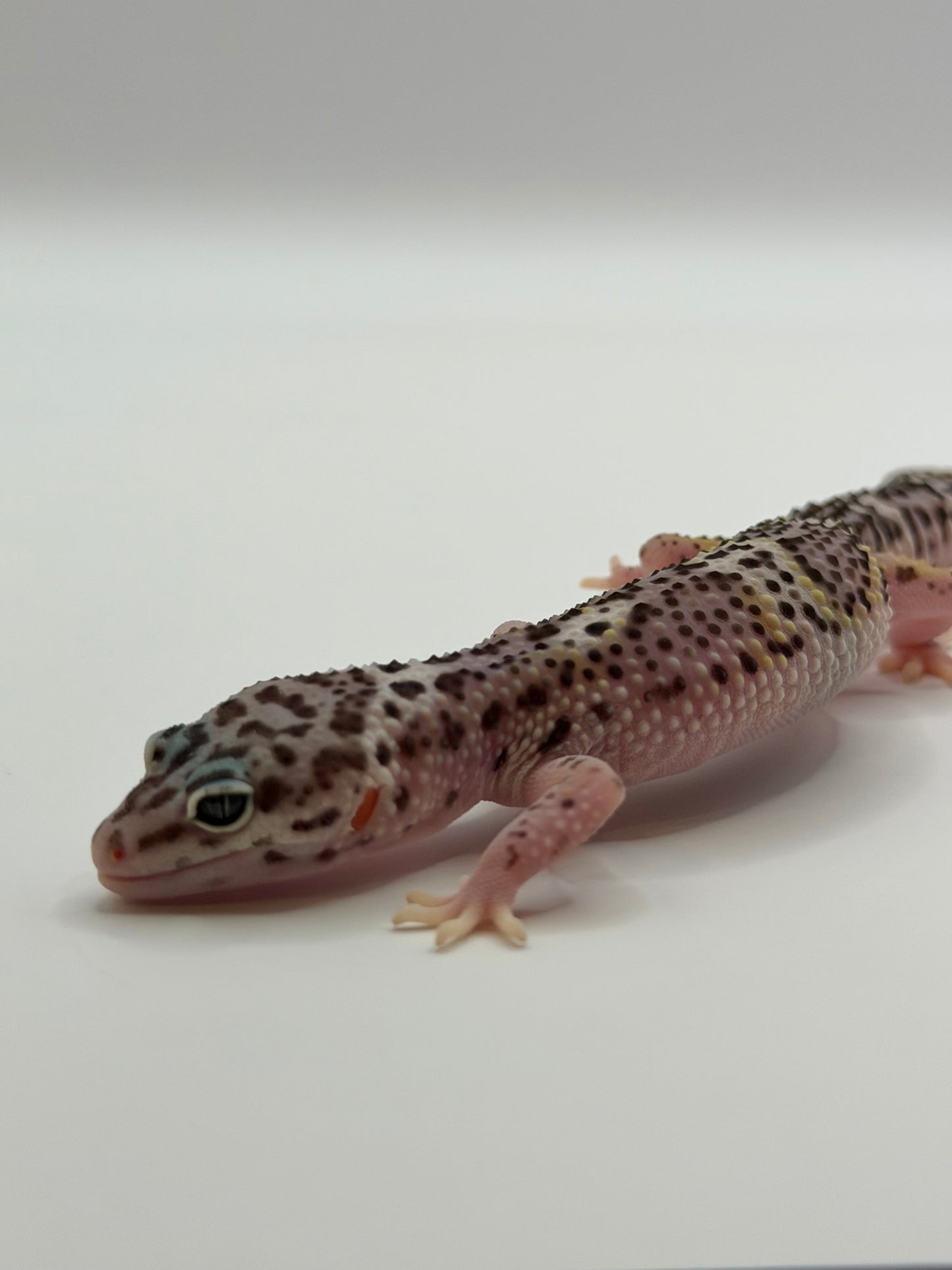 Mack Snow Black Night het Eclipse (50% Black Night)