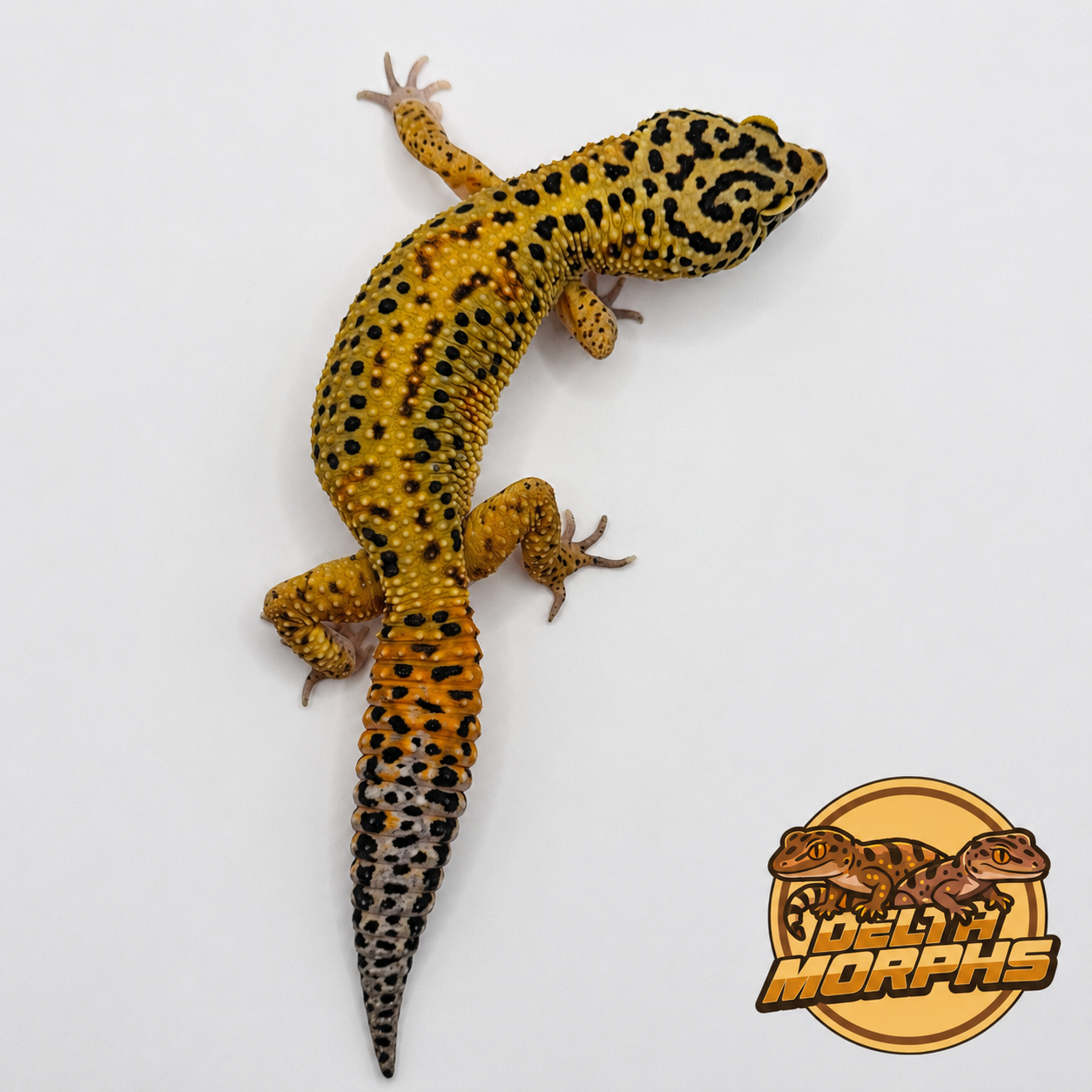 Bold Tangerine Carrot Tail