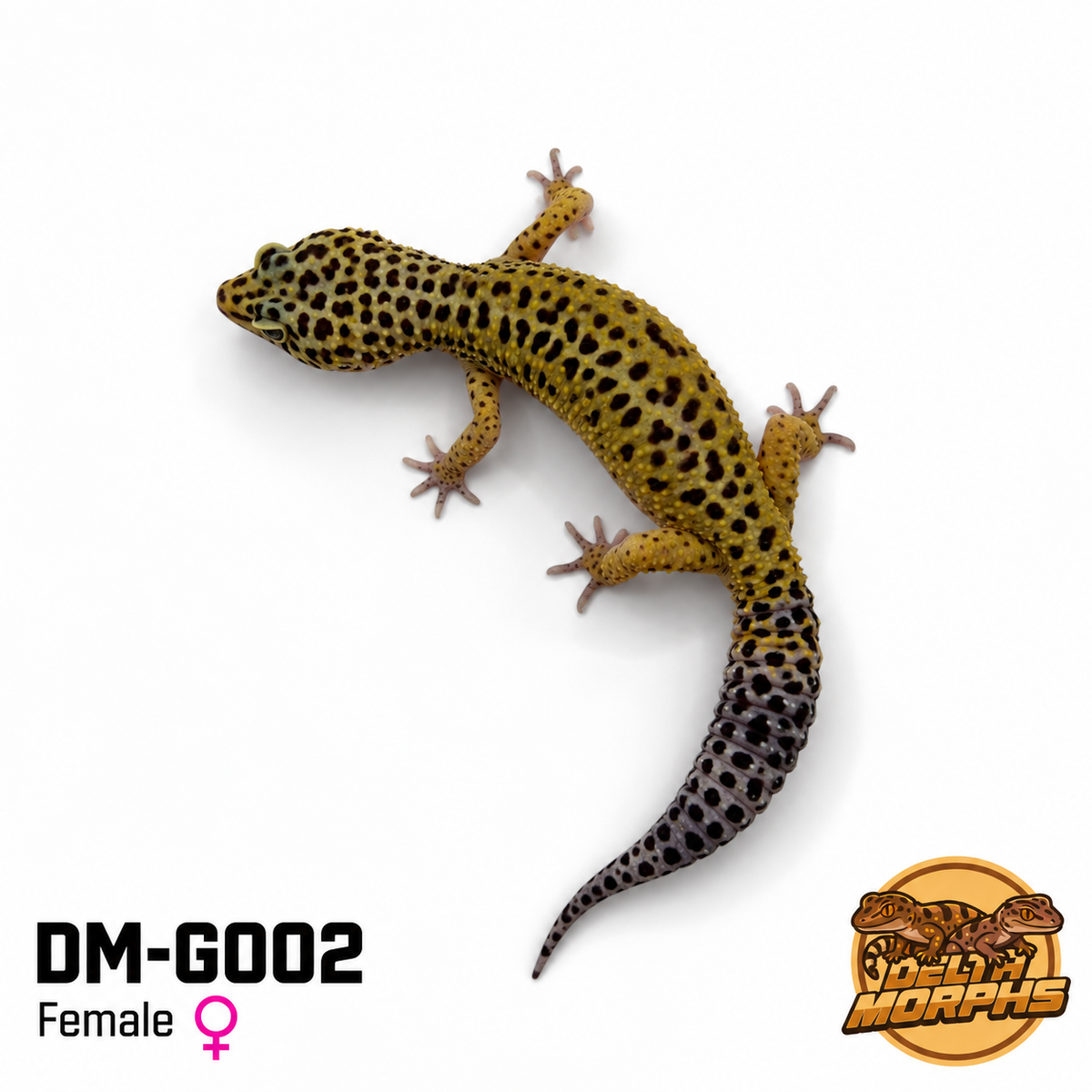 Normal / High Yellow (DM-G002)