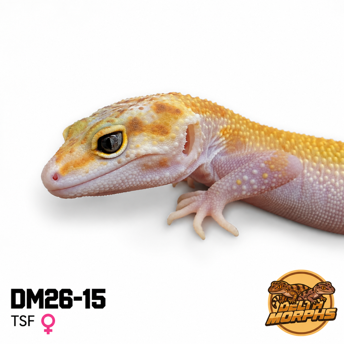 Super Hypo Tangerine (Snake eye) Eclipse (DM26-15)