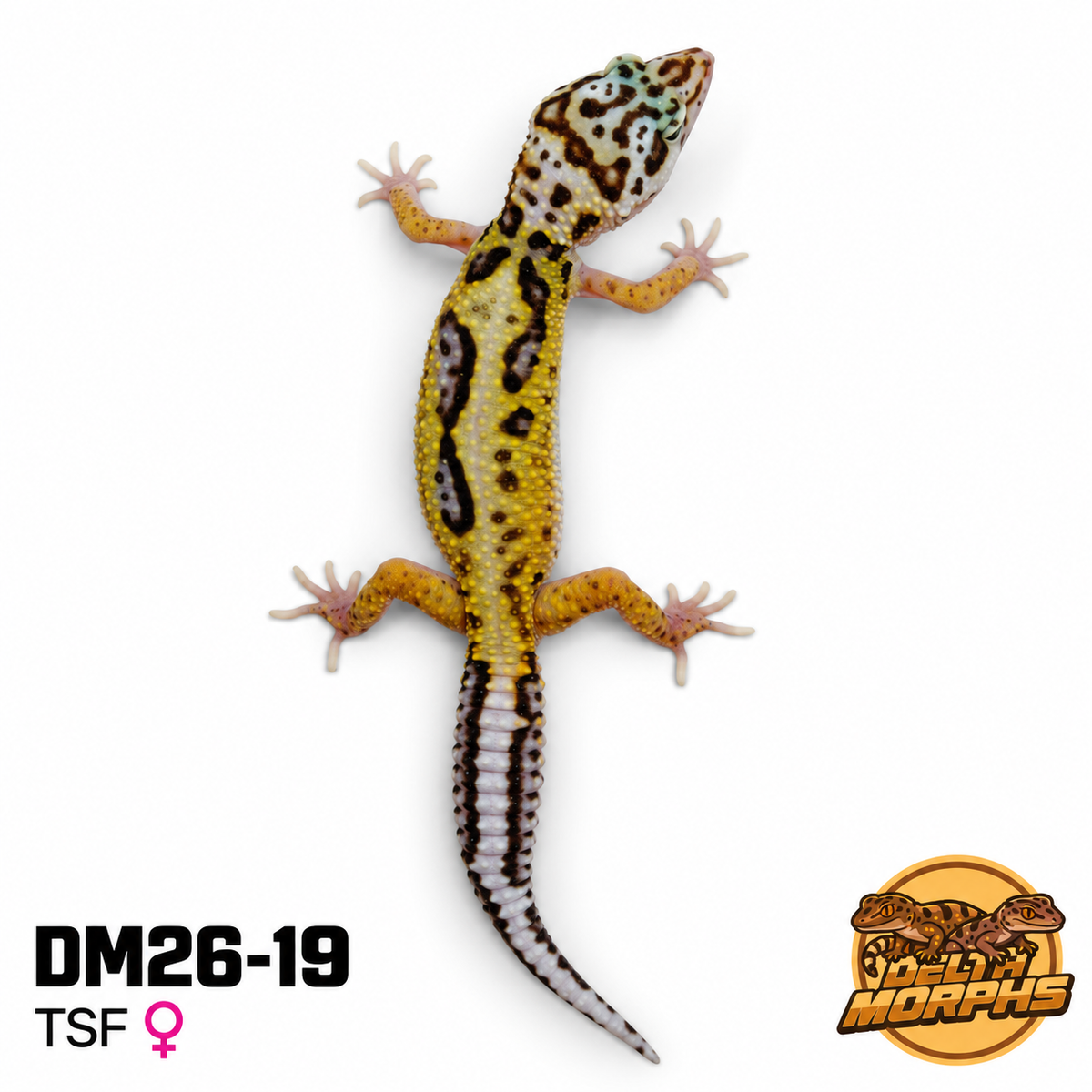 Bold High Yellow (DM26-19)