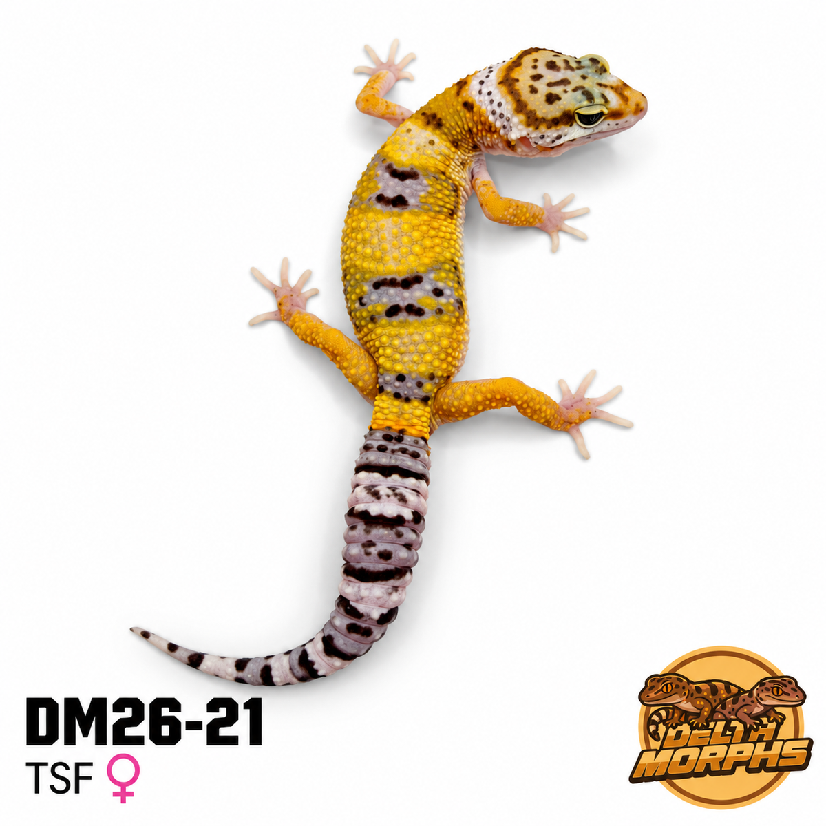 Hypo Tangerine (DM26-21)
