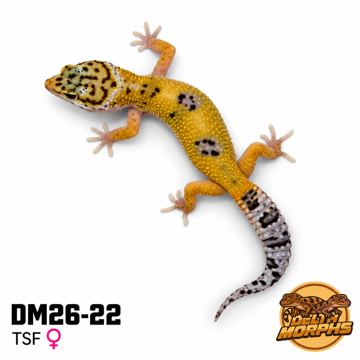 Hypo Tangerine (DM26-22)
