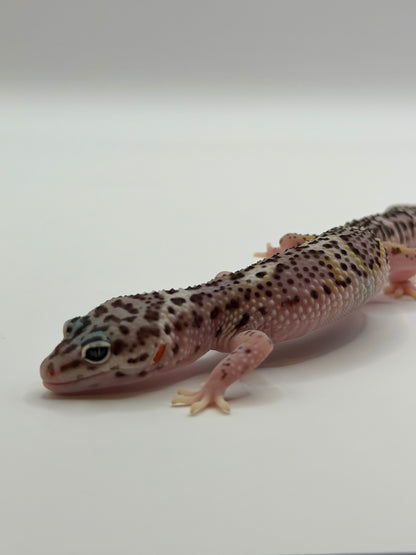 Mack Snow Black Night het Eclipse (50% Black Night)