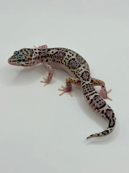 Mack Snow Black Night het Eclipse (50% Black Night)