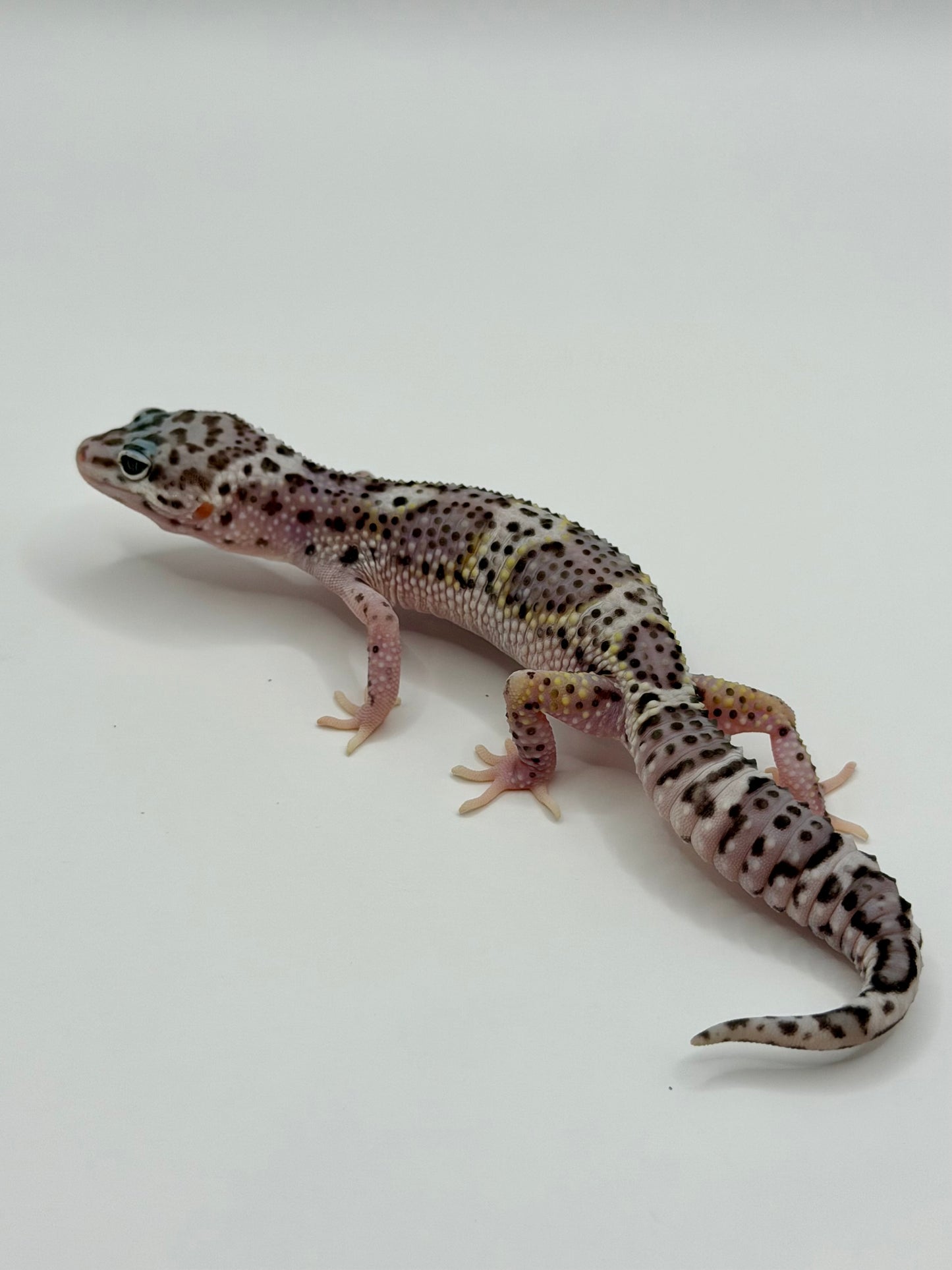 Mack Snow Black Night het Eclipse (50% Black Night)