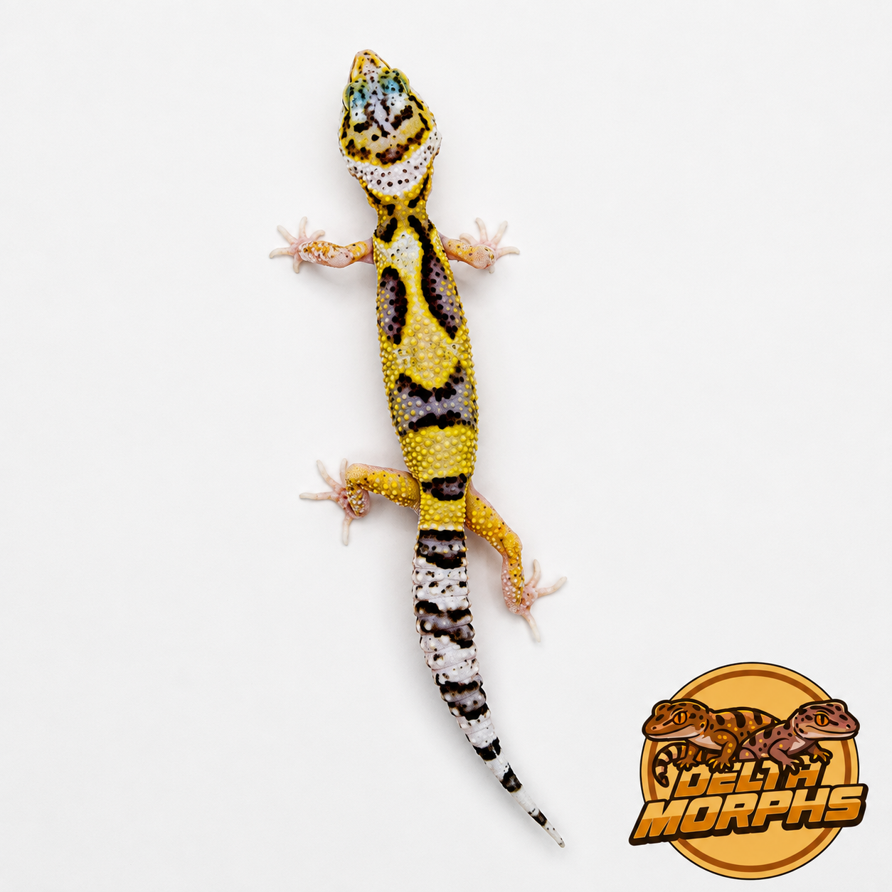 Bold High Yellow