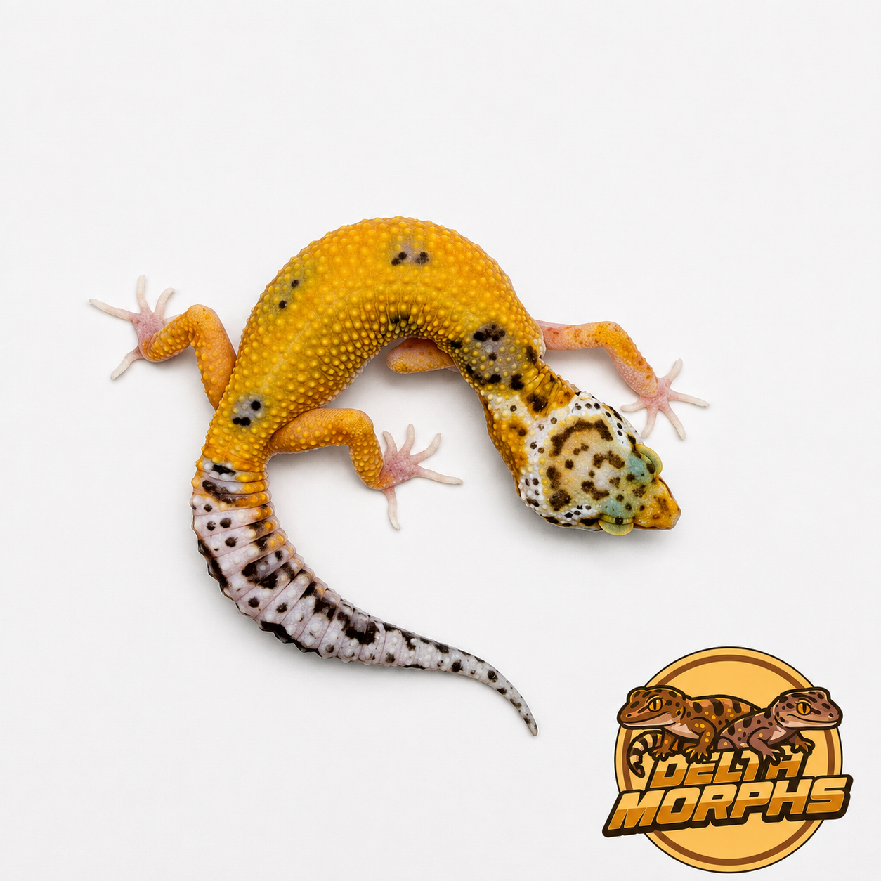 Hypo Tangerine