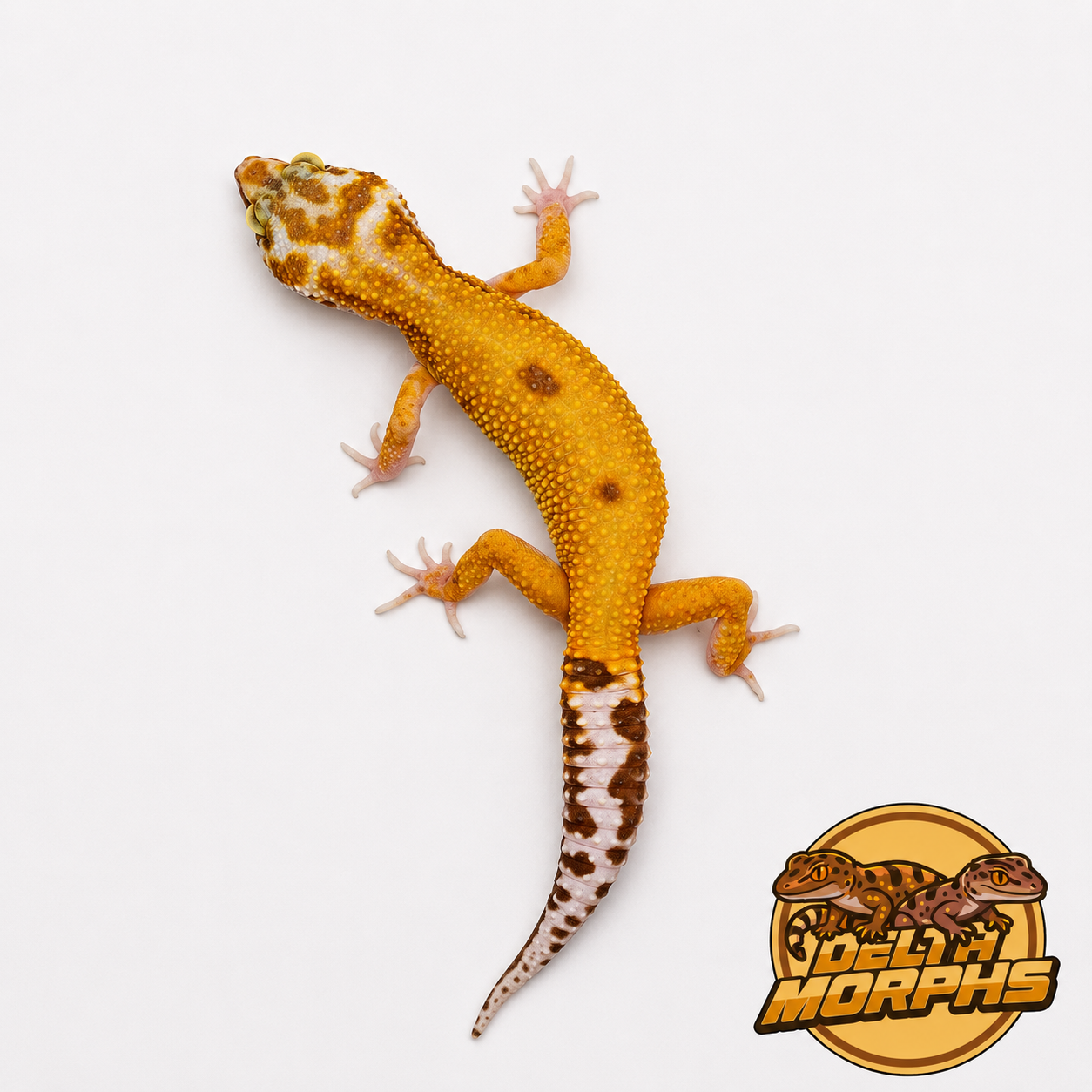 Super Hypo Tangerine (Carrot Tail Baldy)