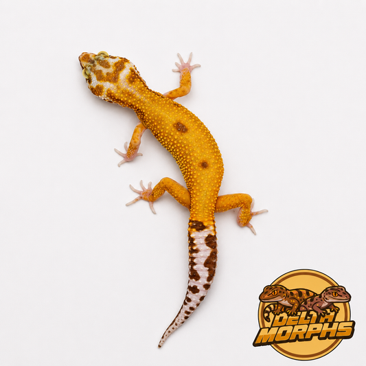 Super Hypo Tangerine (Carrot Tail Baldy)