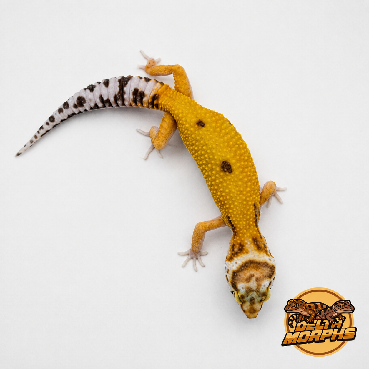 Super Hypo Tangerine