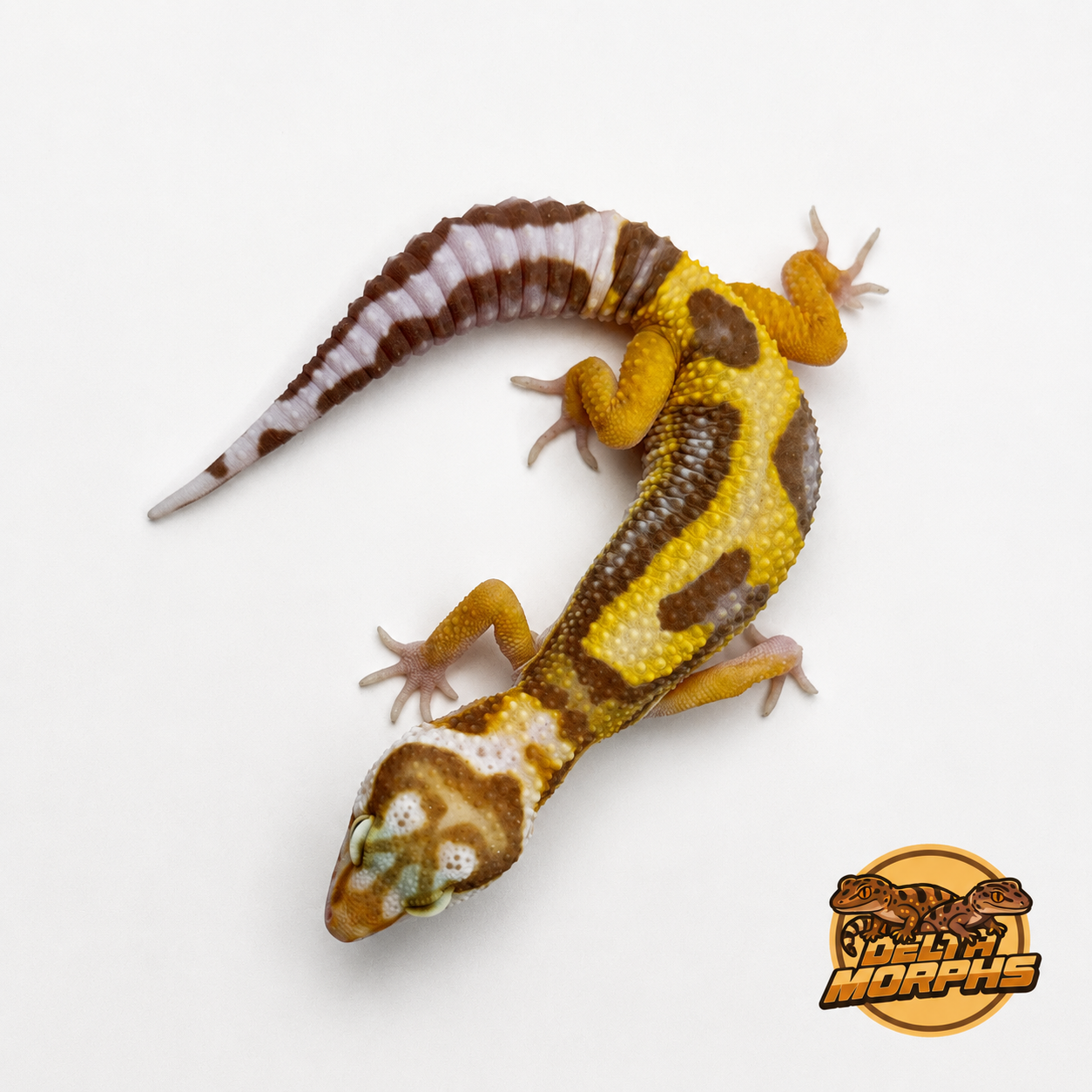 (Super) Hypo Aberrant Tangerine