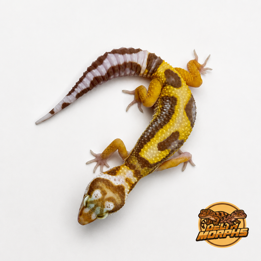 (Super) Hypo Aberrant Tangerine