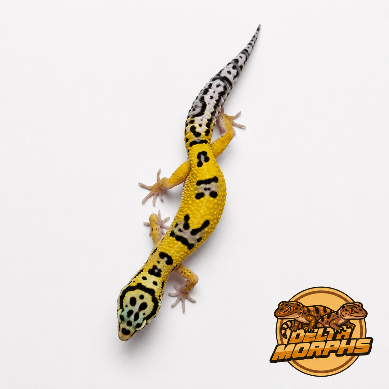 Bold High Yellow