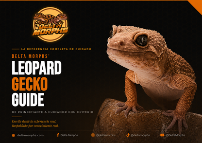 Delta Morphs' Leopard Gecko Guide
