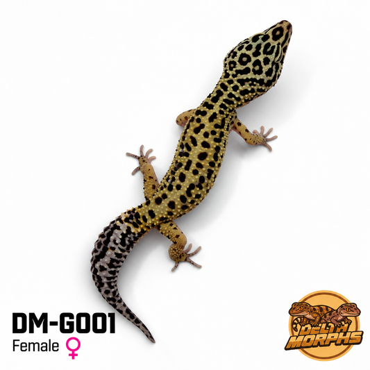 Bold High Yellow (DM-G001)
