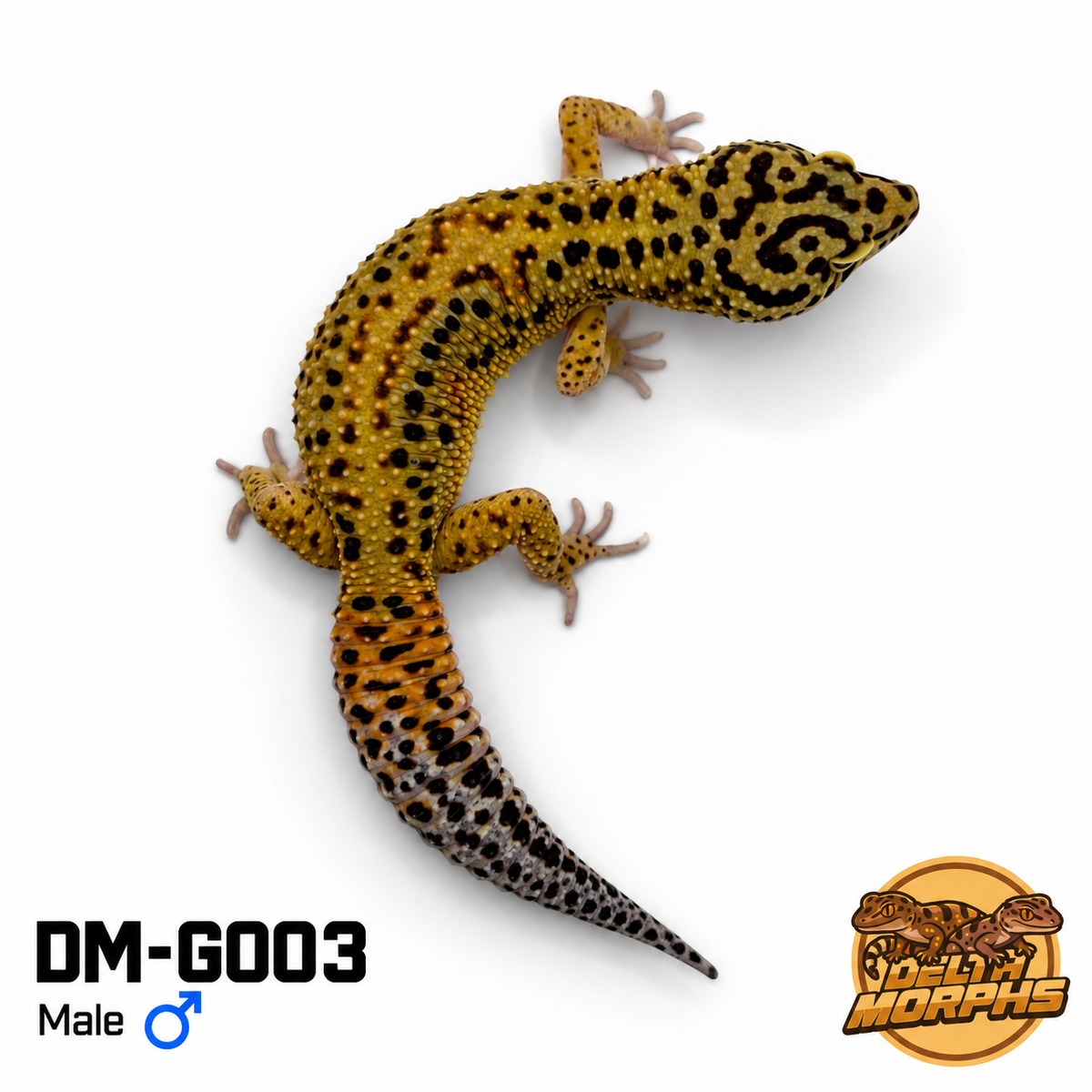 Bold Tangerine Carrot Tail (DM-G003)