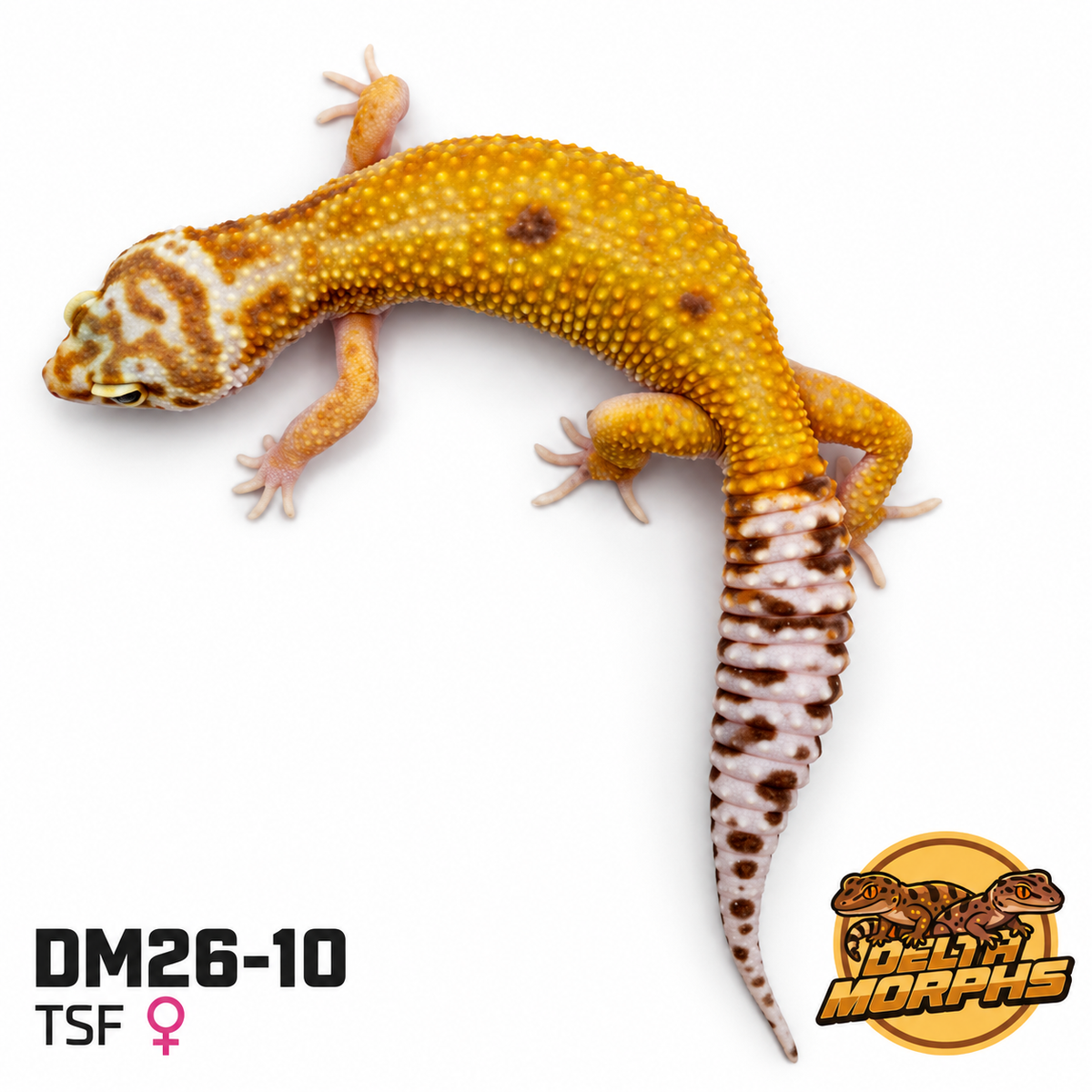 Super Hypo Tangerine (DM26-10)