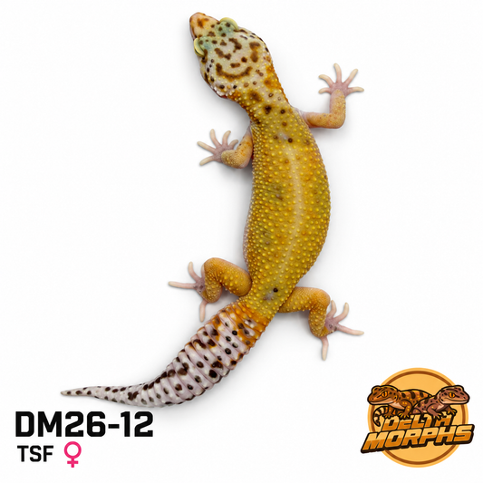 Hypo Tangerine (DM26-12)