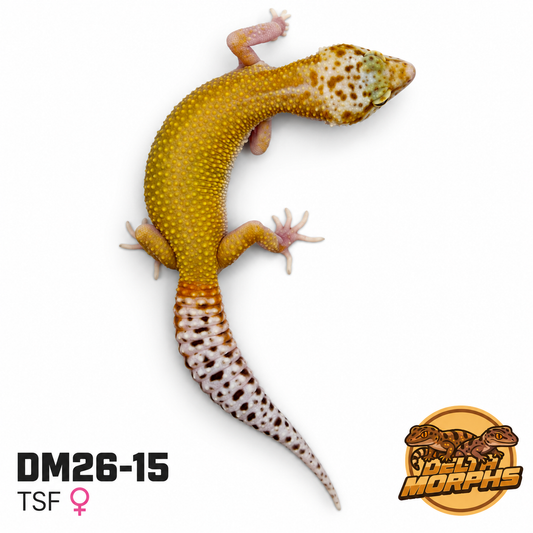 Super Hypo Tangerine (Snake eye) Eclipse (DM26-15)