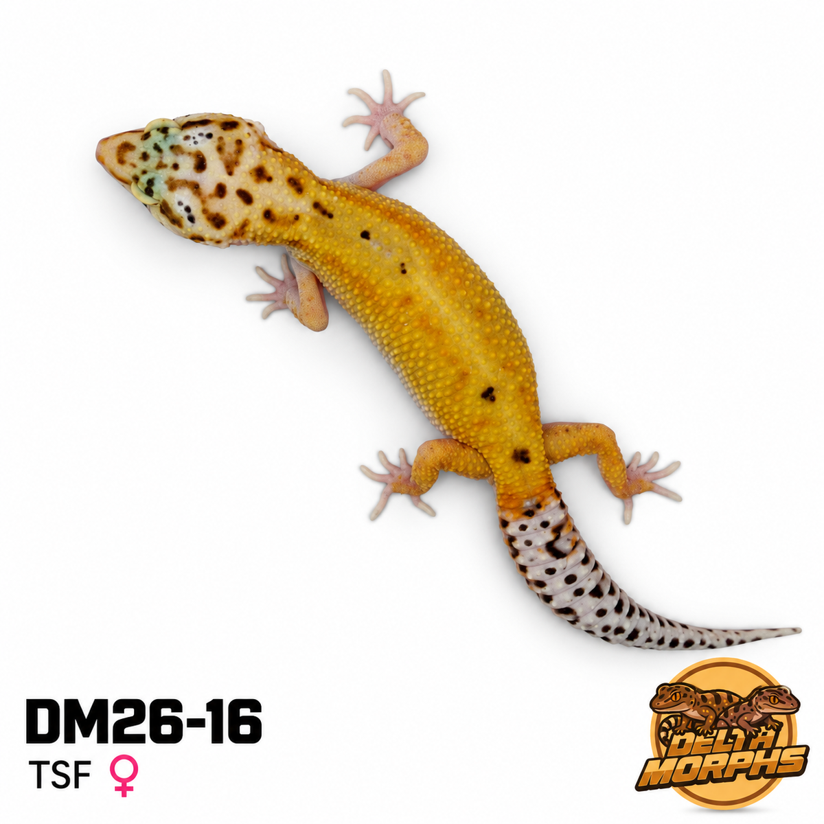 Hypo Tangerine (DM26-16)