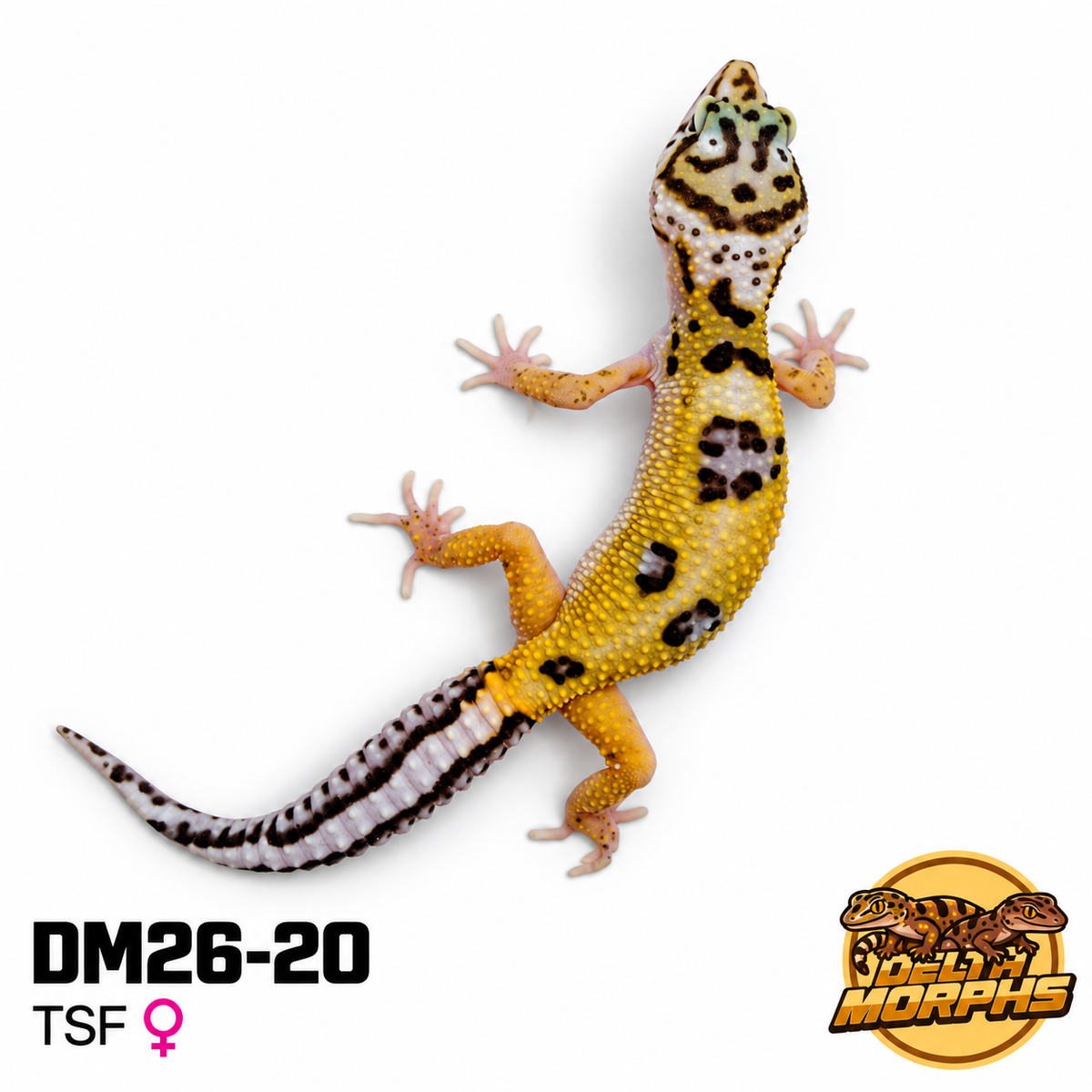 Bold High Yellow (DM26-20)