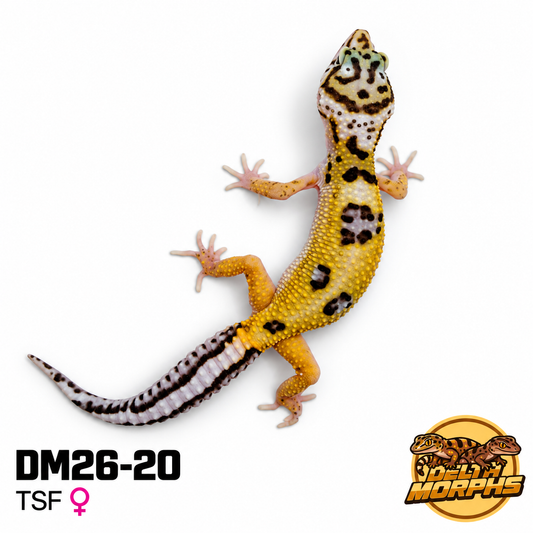 Bold High Yellow (DM26-20)