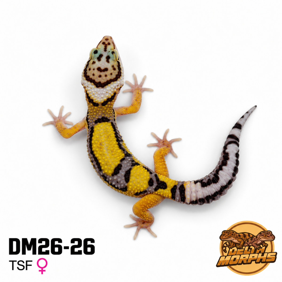 Bold Tangerine (DM26-26)
