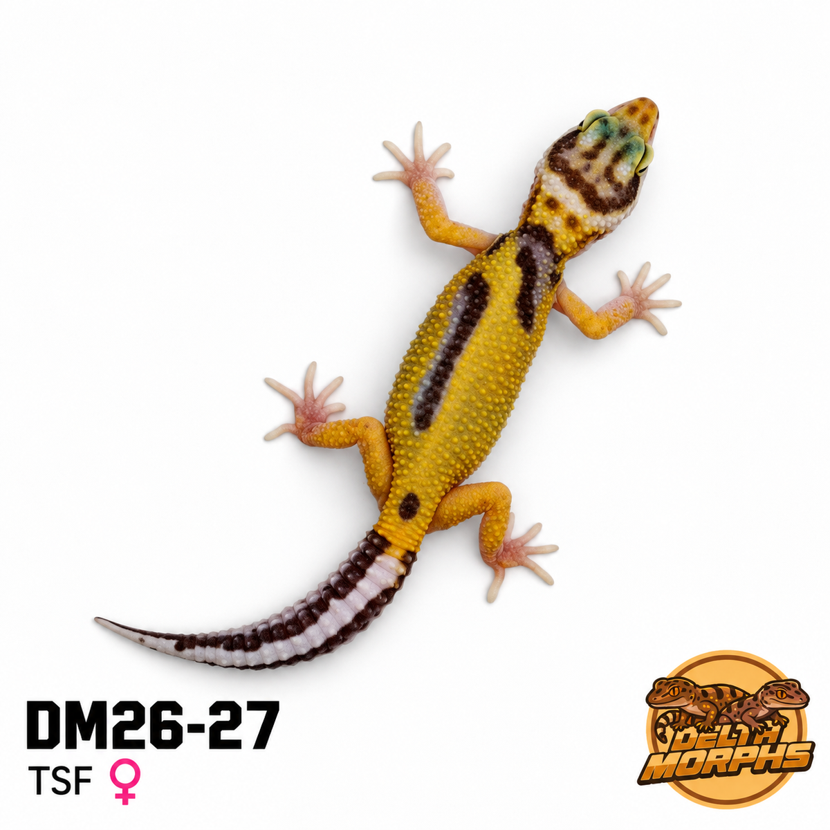 Albino Tangerine (DM26-27)