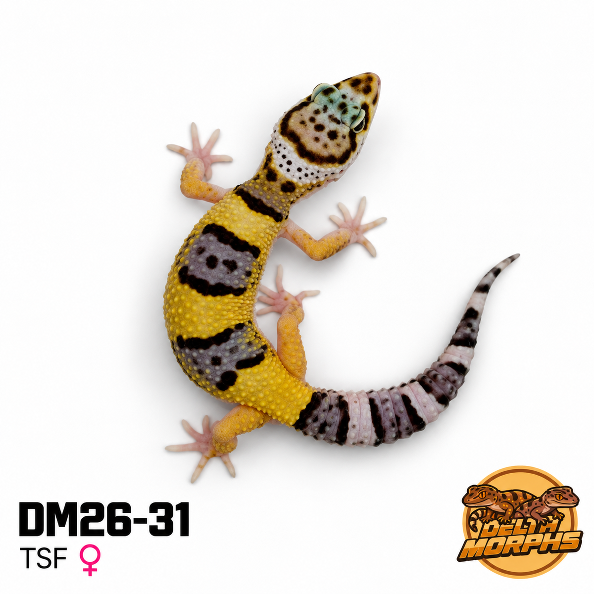 Bold High Yellow (DM26-31)