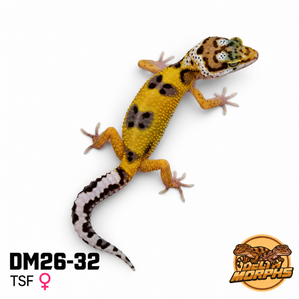 Bold Tangerine (DM26-32)
