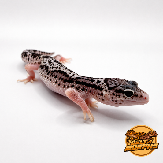 Mack Snow Black Night Eclipse (50% Black Night)