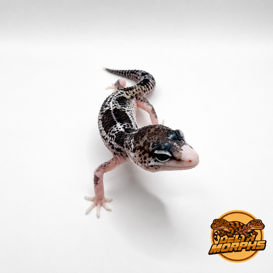 Mack Snow Black Night Eclipse Pied (50% Black Night)
