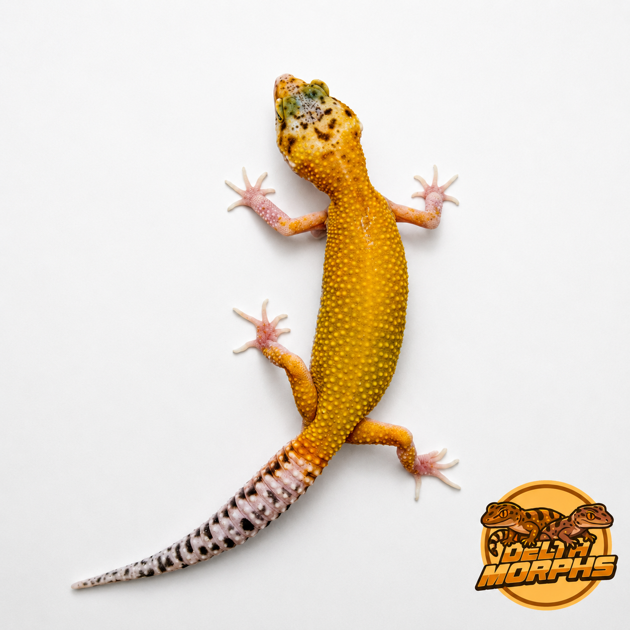 Super Hypo Tangerine (DM26-15)