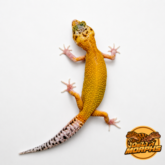 Super Hypo Tangerine (DM26-15)
