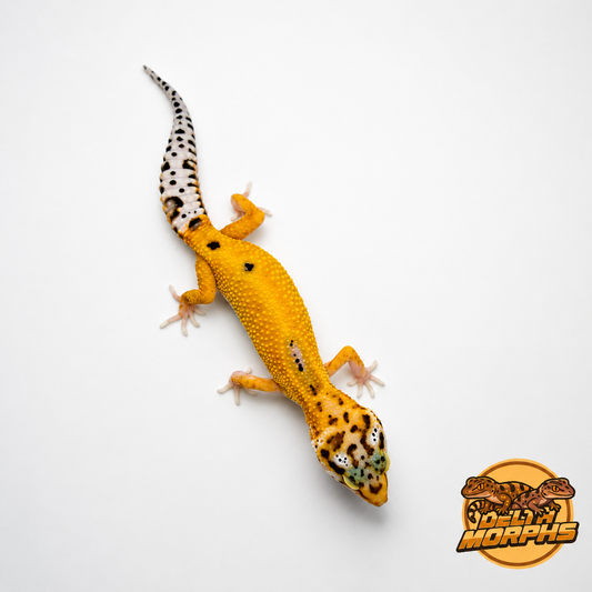 Hypo Tangerine (DM26-16)