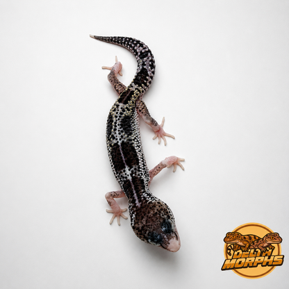 Mack Snow Black Night Eclipse Pied (50% Black Night)